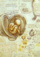Foetus, dessin de Léonard de Vinci {JPEG}