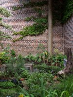 Le frêne. Photo N.M.