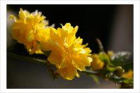 Le keria en fleurs (photo Brunoy)