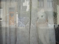 Le chat. Chaussée Saint-Pierre.