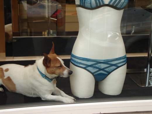 dessous et chien ; mars 2OO9