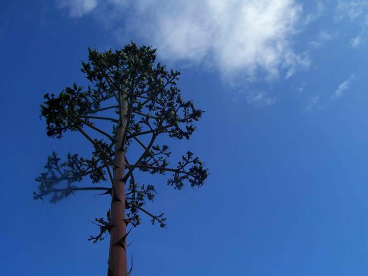 La végétation méditerranéenne dans l'objectif d'Henri